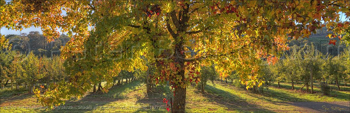 Peter Bellingham Photography Shades of Autumn - VIC (PBH4 00 13227)